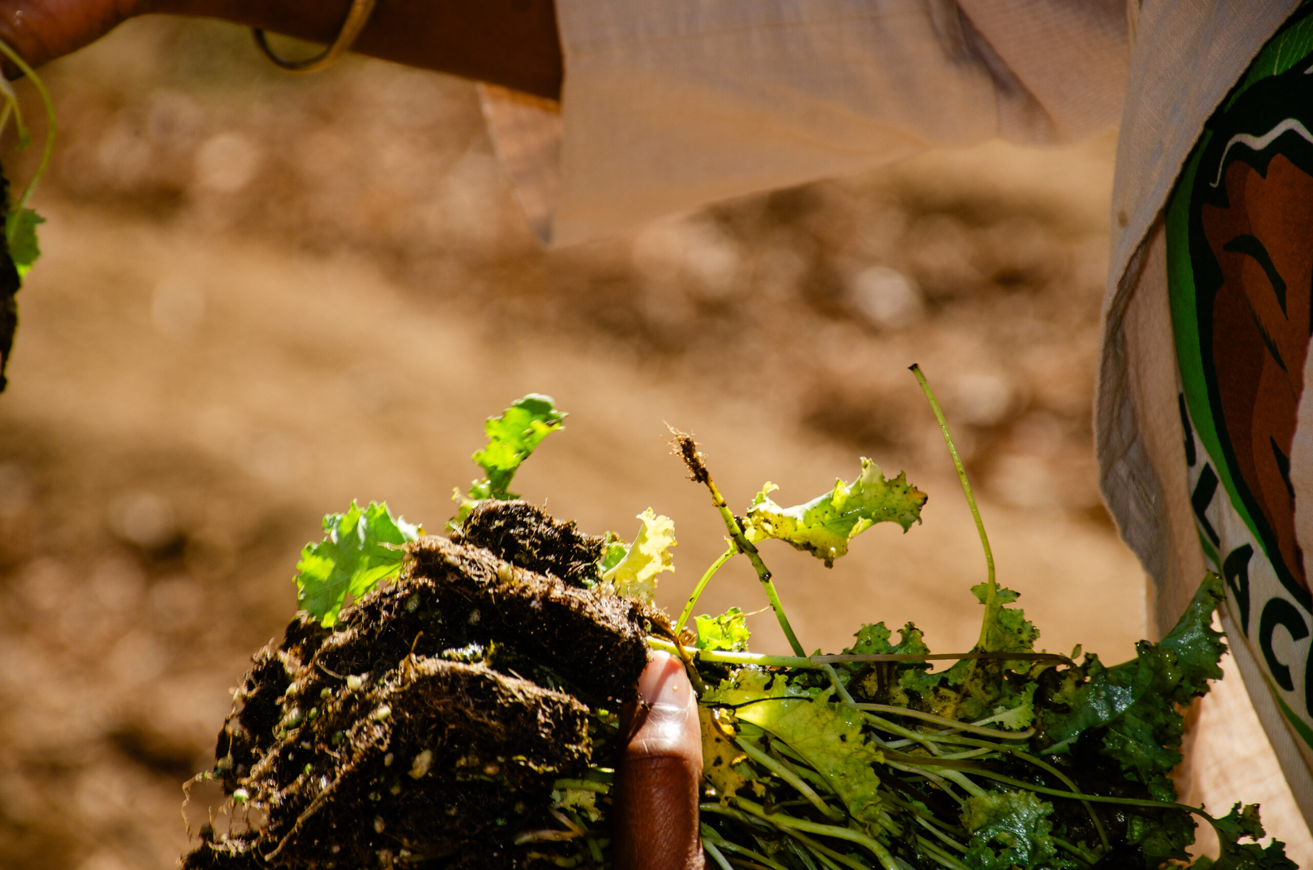 An Open Letter from BIPOC Leaders in Food & Agriculture to Food Systems Funders (2020)