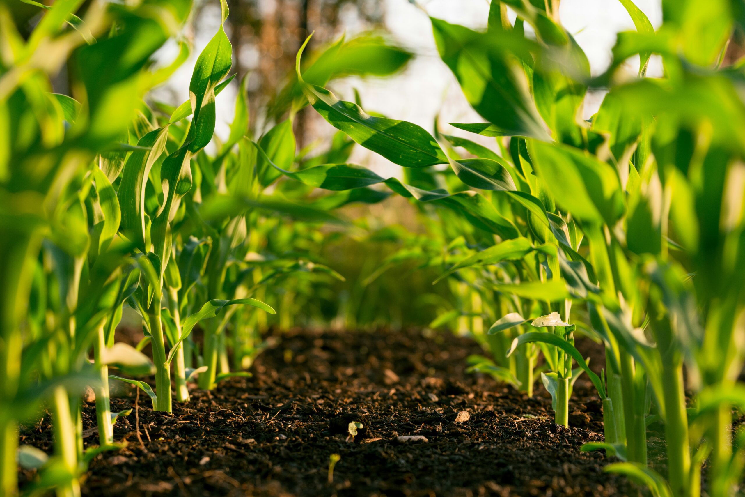 Land Stewardship Project’s Fact Sheets
