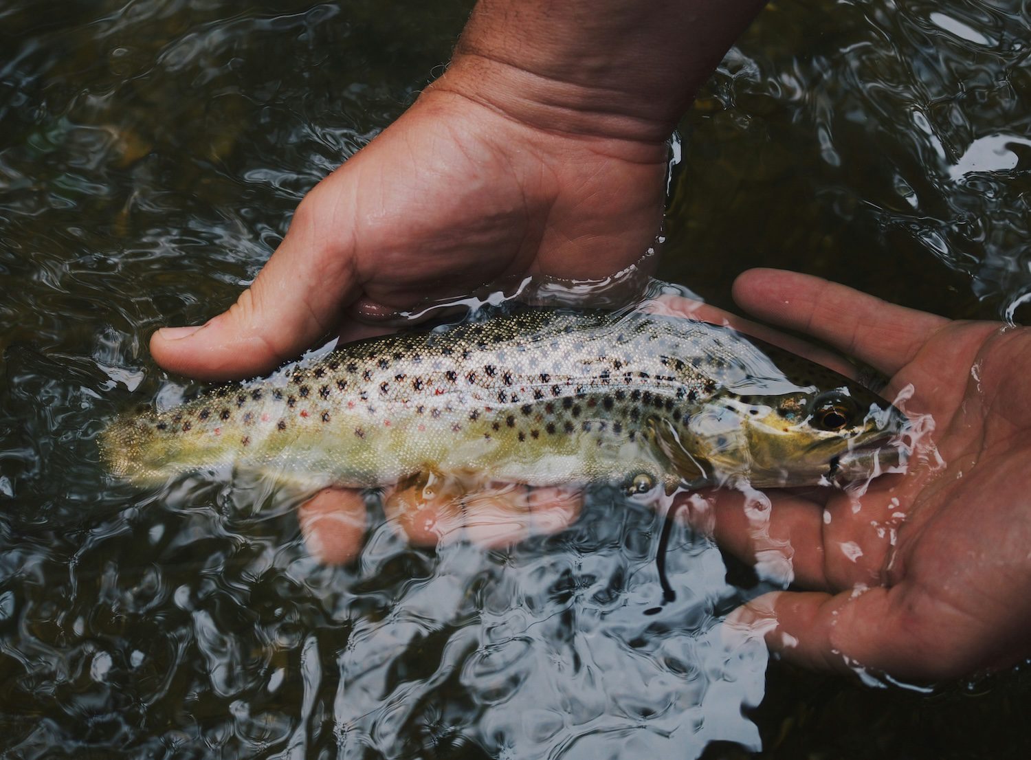 Aquaculture Values Report (2023)
