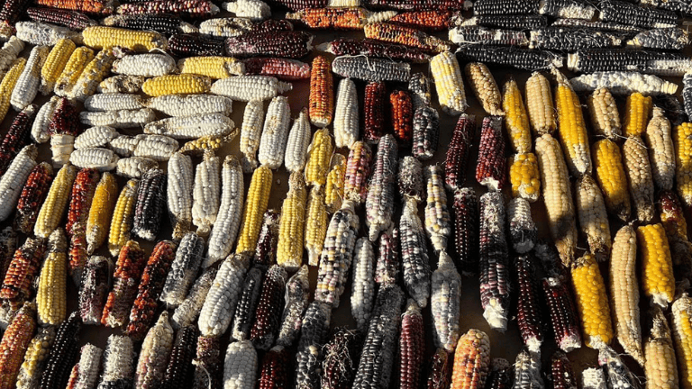 rows of corn