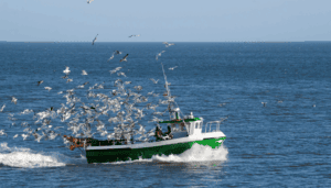 Corporate interests are taking over our oceans, but it may not be too late to stop them
