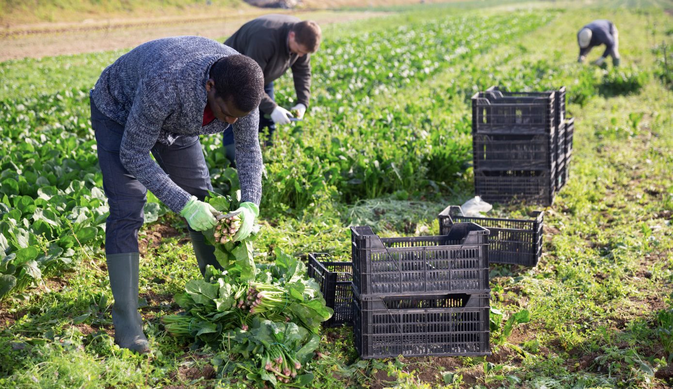 What You Need To Know About The Farm Workforce Modernization Act